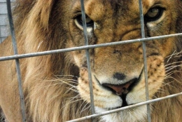 В частном зверинце на Донетчине дикие звери содержались в антисанитарии, голоде и холоде