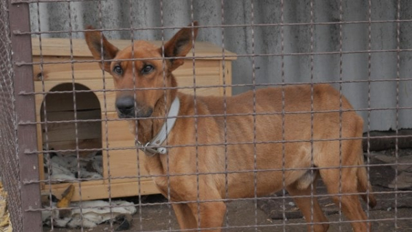 Дети из села Крестище помогли бездомным собакам