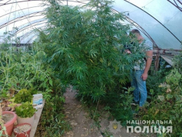 В Дружковке нашли теплицу с кустами конопли