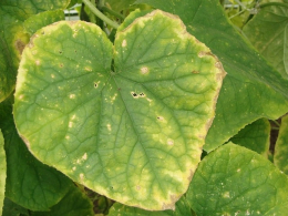 Из-за чего пожелтели листья огурцов и чем можно подкармливать растения