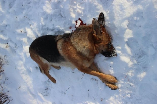 В Краматорске мужчина застрелил собаку своей бывшей жены – его ждет суд