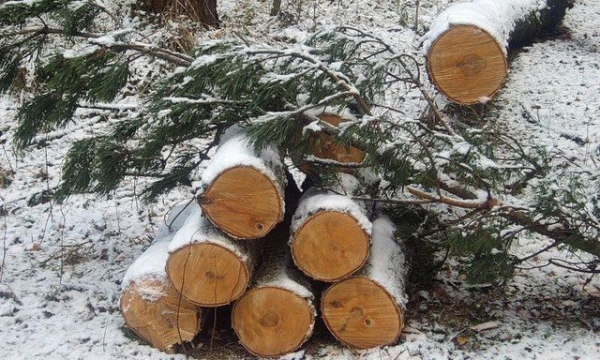 Работники лесхоза предстанут перед судом – оказались «черными» лесорубами