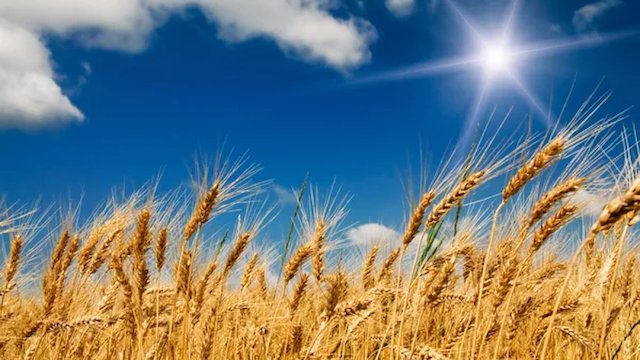 На Донетчине зерновые культуры собраны на 85% всех площадей