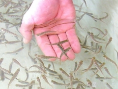 В «ДНР» избавляются от рыбных хозяйств