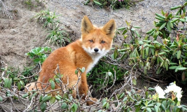 Дикие звери разгулялись в окрестностях Мариуполя