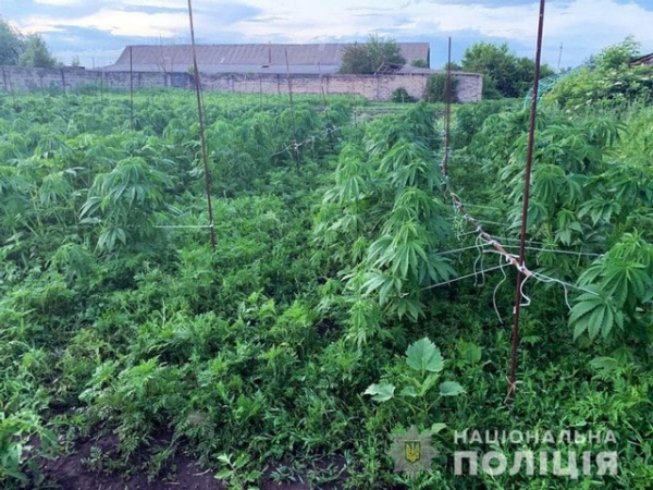 В Дружкове в частном дворе нашли более 700 кустов конопли