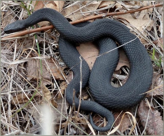 Жительница Мариуполя была не рада змее в своей кровати