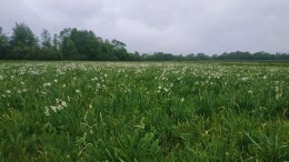Новый ландшафтный заказник появится в Никольском районе