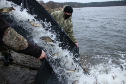 4 тонны рыбы выпустили в водоемы Донецкой области