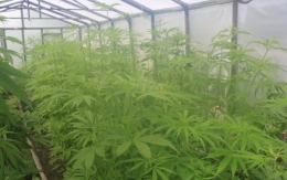 Житель Донецкой области занимался выращиванием конопли в теплице