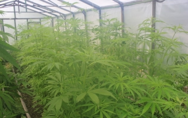 Житель Донецкой области занимался выращиванием конопли в теплице