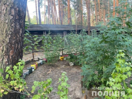 У владельца особняка в Святогорске обнаружили 148 кустов элитной конопли