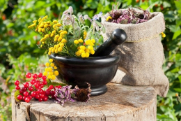 Лікувальні рослини в сучасній медицині