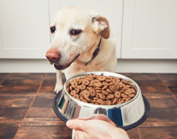 Корм для собак холистик: что это такое, особенности, плюсы и минусы