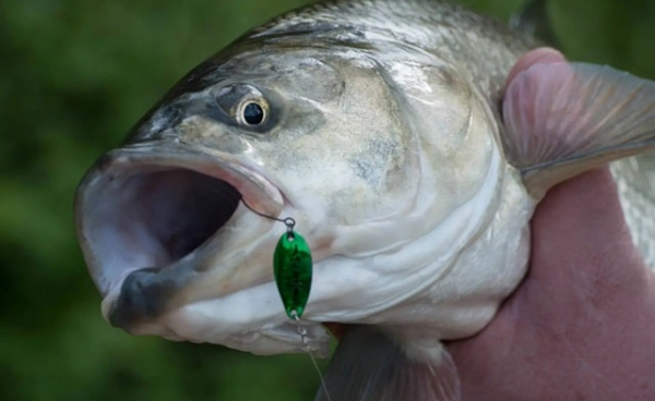 Как выбрать рыболовный крючок для ловли хищника: виды и особенности