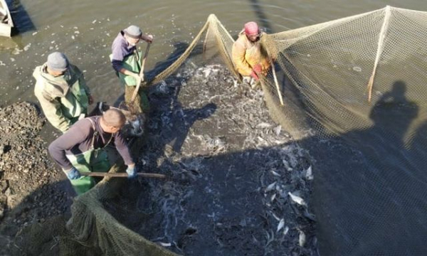 В водоемы области выпустили около 60-ти тыс. мальков