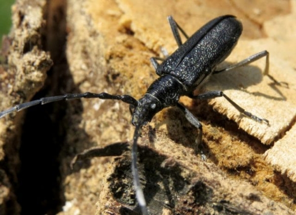 Пропитка «АнтиЖук» для защиты древесных поверхностей от жуков и насекомых