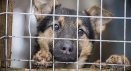 В Покровске представили проект приюта для бездомных животных