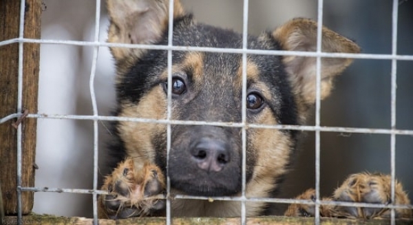 В Покровске представили проект приюта для бездомных животных