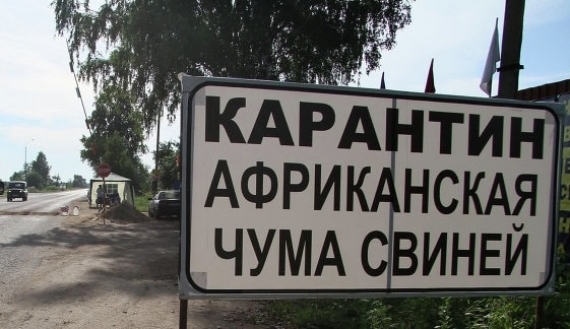 Руководство «ДНР» запретило ввозить свинину из РФ