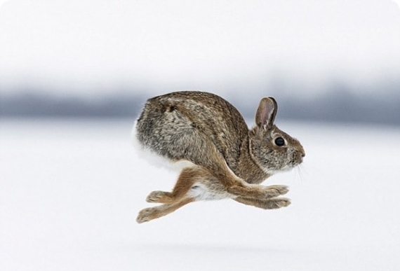 Сторонники «русского мира» экстренно бегут из района Дебальцево-Углегорск