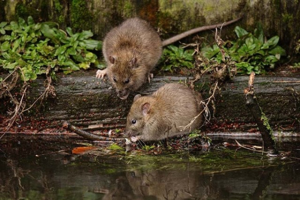 В оккупированном Донецке зарегистрирована смерть от лептоспироза