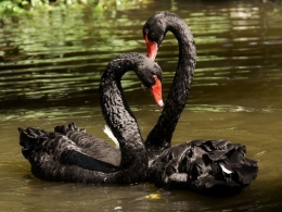 В «Парке дикой природы» Мариуполя исчезли черные лебеди