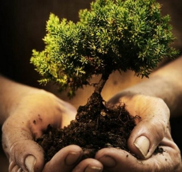 В Торецке высадят деревья с разных уголков Украины