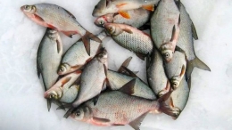 В «ДНР» пьяный мужчина, пытаясь напугать людей, бросил в водохранилище взрывное устройство