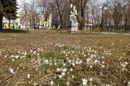 В Донецкой области зацвели первые весенние цветы (фотофакт)