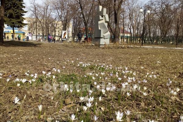 В Донецкой области зацвели первые весенние цветы (фотофакт)