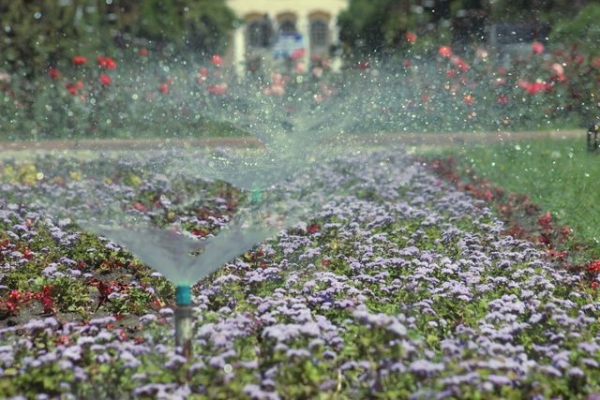 В Мариуполе спасают растения от жары