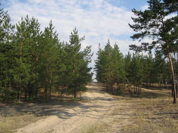 В Донецкой области три человека заблудились в лесу