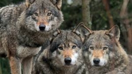 В Приазовье растет численность диких животных