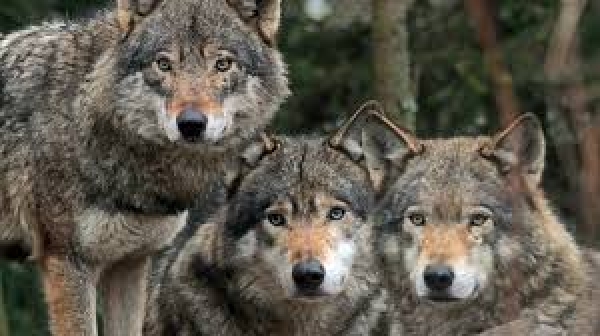 В Приазовье растет численность диких животных