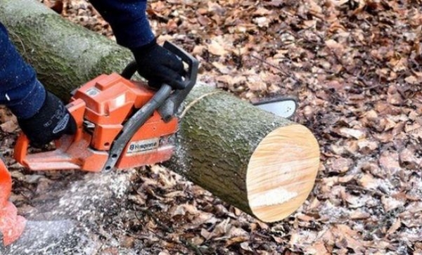 За незаконную вырубку деревьев житель Краматорска предстанет перед судом