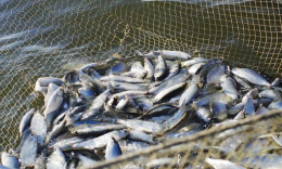Убытки в сфере рыбного хозяйства области достигли 37,7 млн гривен