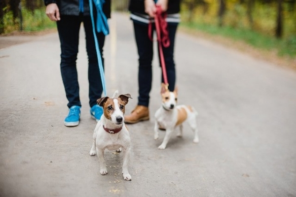 Выгул собак: что это такое, как происходит, обзор цен