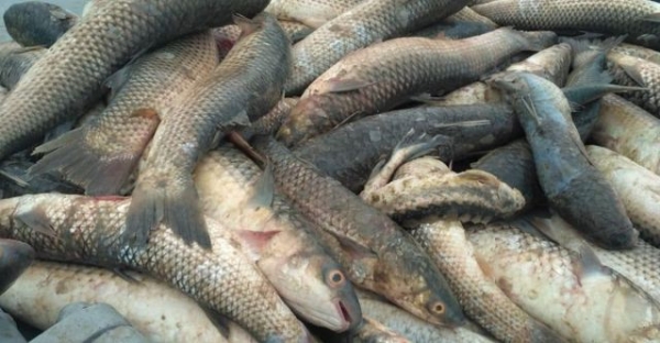 Пограничники выпустили в море рыбу, найденную в браконьерских сетях