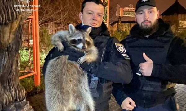 Енот Сеня сбежал из мариупольского зоопарка – беглеца нашли патрульные полицейские