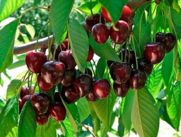 В садах Донетчины уродила черешня - собирать ее некому