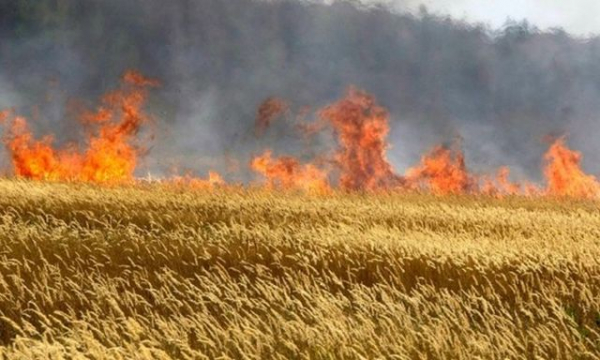 Аграрии собирают урожай буквально под вражескими обстрелами