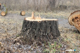 В Славянском районе ночью незаконно спилили больше сотни деревьев