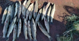 Порыбачили на 16 тыс. гривен – пограничники задержали браконьеров