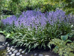 Гиацинтоидес: посадка и уход в открытом грунте