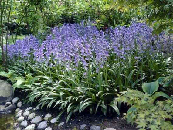 Гиацинтоидес: посадка и уход в открытом грунте