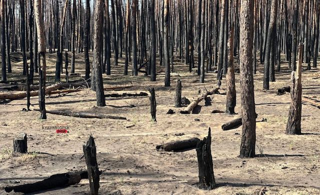 Россияне уничтожили сосновый лес возле Святогорска