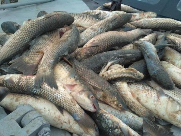 Пограничники Донецкого отряда спасли больше 20 пеленгасов