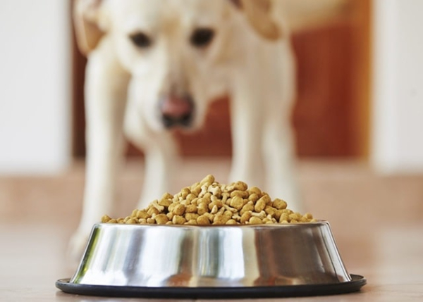 Сухой корм для собак: виды, плюсы и минусы, как правильно подобрать