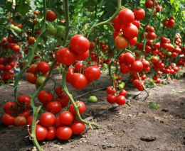 Наращивание корней у перцев и помидоров